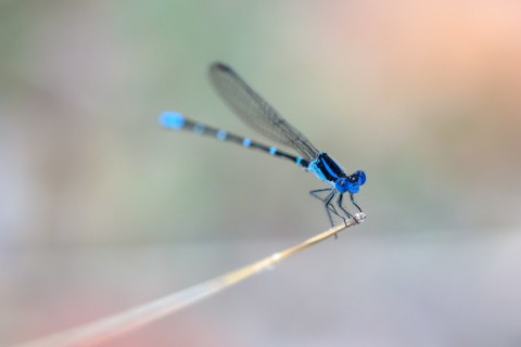 枝干上的蓝色蜻蜓