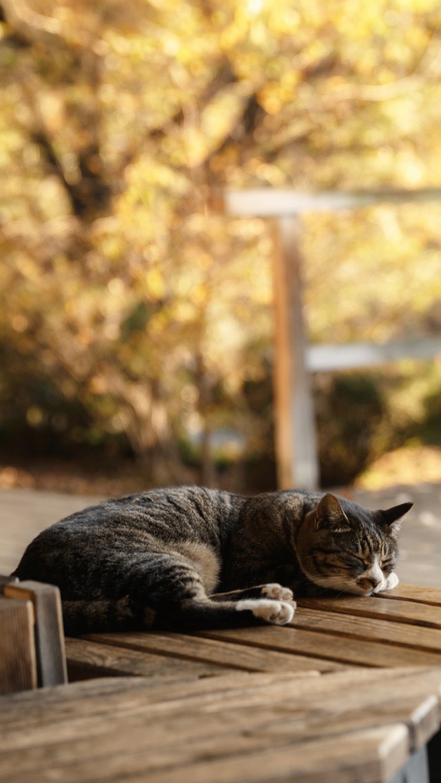 树下睡觉的猫咪