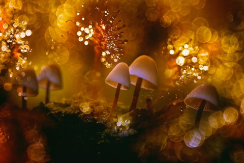 梦幻蘑菇