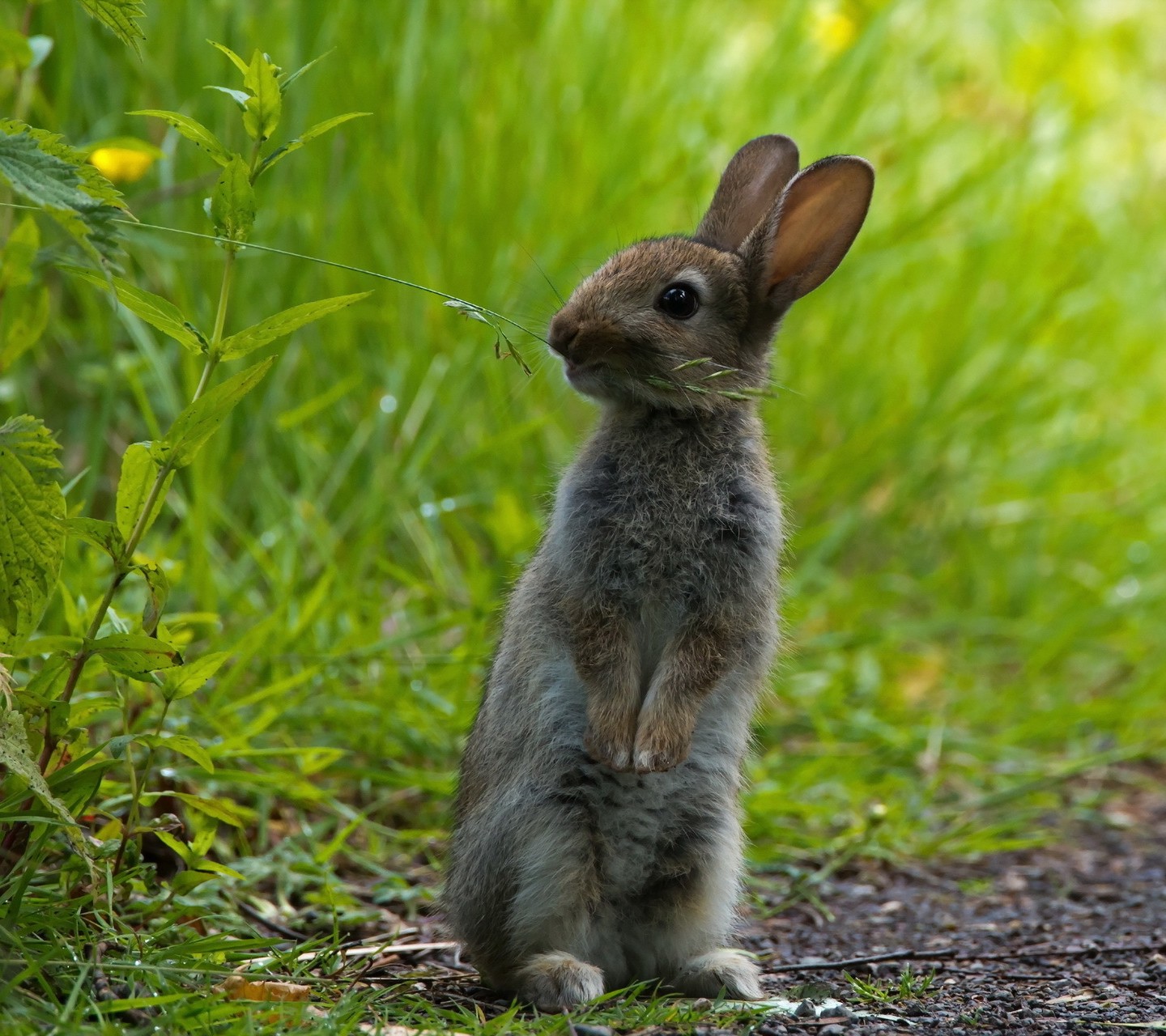 站立的小灰兔