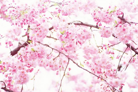 盛开的美丽樱花 盛开的美丽樱花壁纸 盛开的美