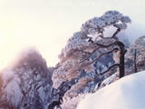 大雪压青松