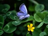 蓝紫色蝴蝶