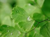 雨后的水珠