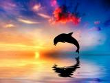 唯美跳跃海豚