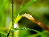 初秋早晨植物上的雨滴