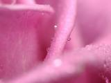 粉色花朵上的水珠